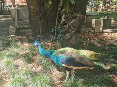 -瑞丽独树成林风景区