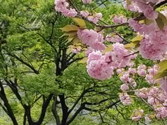-嘉定紫藤园