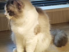 -唐小姐の私宠·宠物洗护美容·撸猫馆·购宠(周浦万达旗舰店)