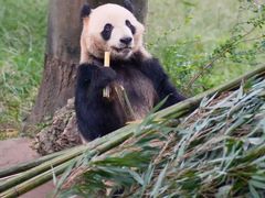 -卧龙中华大熊猫苑神树坪基地