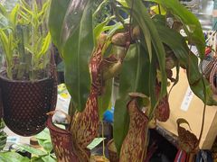 -花鸟鱼虫鲜花绿植市场(玉泉路店)