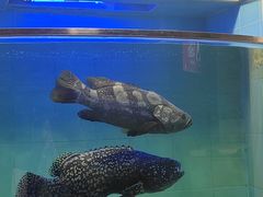 -宜宾海鲜酒家·三十年老字号