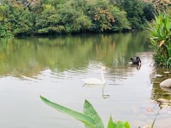 -成都大熊猫繁育研究基地