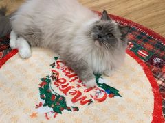 -滚猫咖啡·猫咖·猫友好撸猫(未来城店)