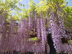 -嘉定紫藤园