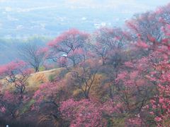 -新建村梅花