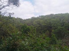 -东莞市大岭山森林公园