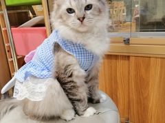 -藏猫猫咖啡主题馆(中央大道店)