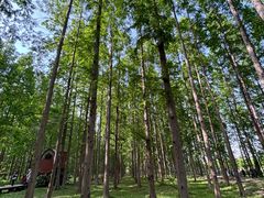 -黄海国家森林公园