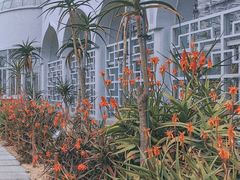 -深圳仙湖植物园