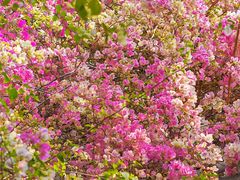 -深圳国际园林花卉博览园