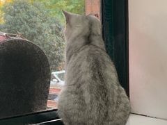 -喵的天空名猫咖啡馆·撸猫·猫舍·用品