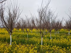-古柏渡飞黄旅游区