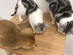 -有喵·猫咖·狗咖·30几只猫10只小狗(岗厦店)