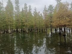 -白鹭湾湿地公园