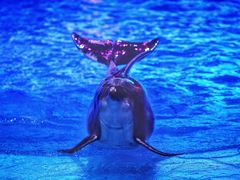 -海合安武汉极地海洋公园