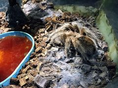 -上海大自然野生昆虫馆(东方明珠·爬宠昆虫探索中心)