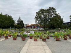 -莲花池公园