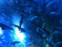 -成都浩海立方海洋公园