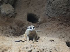-昆明动物园