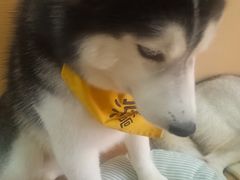 -Husky Go! 哈士奇体验馆·宠物咖啡厅狗咖