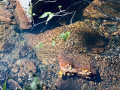 -五女峰国家森林公园