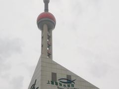 -上海海洋水族馆