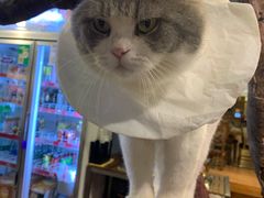 -more than meow吴止猫主题餐厅(承德 中船汇店)