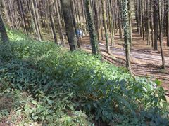 -山王坪喀斯特国家生态公园