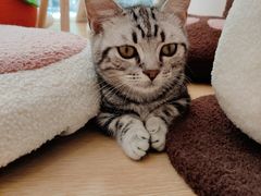 -猫咪派对(江南西店)