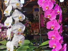 -溪岸路花鸟市场