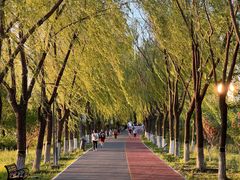 -大兴滨河森林公园