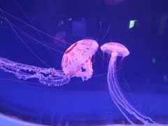 -乌鲁木齐海洋馆