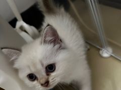 -瑞派康怡24h宠物医院·犬猫医疗中心·微创绝育(瑞景分院)