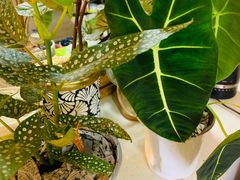 -Rabbit Cafe私房西餐甜点咖啡(栖霞路店)