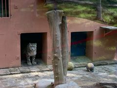 -青藏高原野生动物园