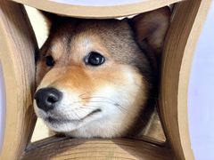 -柴务处·柴犬主题狗咖