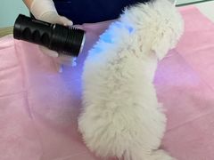 -北京观赏动物医院·24小时大型综合·猫专科·异宠专科