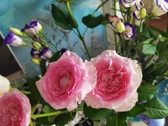 -长春青怡坊鲜花批发(青怡坊花鸟市场店)
