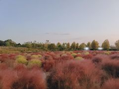-映月湖中央公园