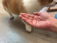 -浣熊柯尔鸭土拨鼠·电玩咖
