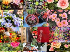 -平吉花卉市场
