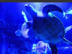 -芜湖新华联大白鲸海洋公园