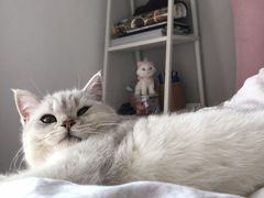 -康乐宝动物医院