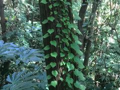 -杭州半山国家森林公园