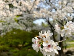 -上海共青森林公园