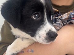 -心仪动物医院·牙专科·肿瘤·心脏科(西客站院)