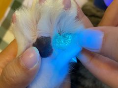 -喵百万·布偶·蓝金金渐层英短·猫舍(百子湾店)