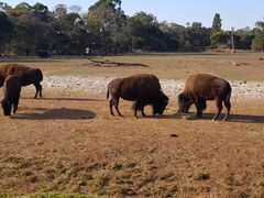 -威勒比开放式动物园