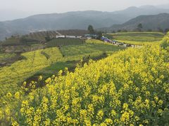 -桑洲油菜花景区